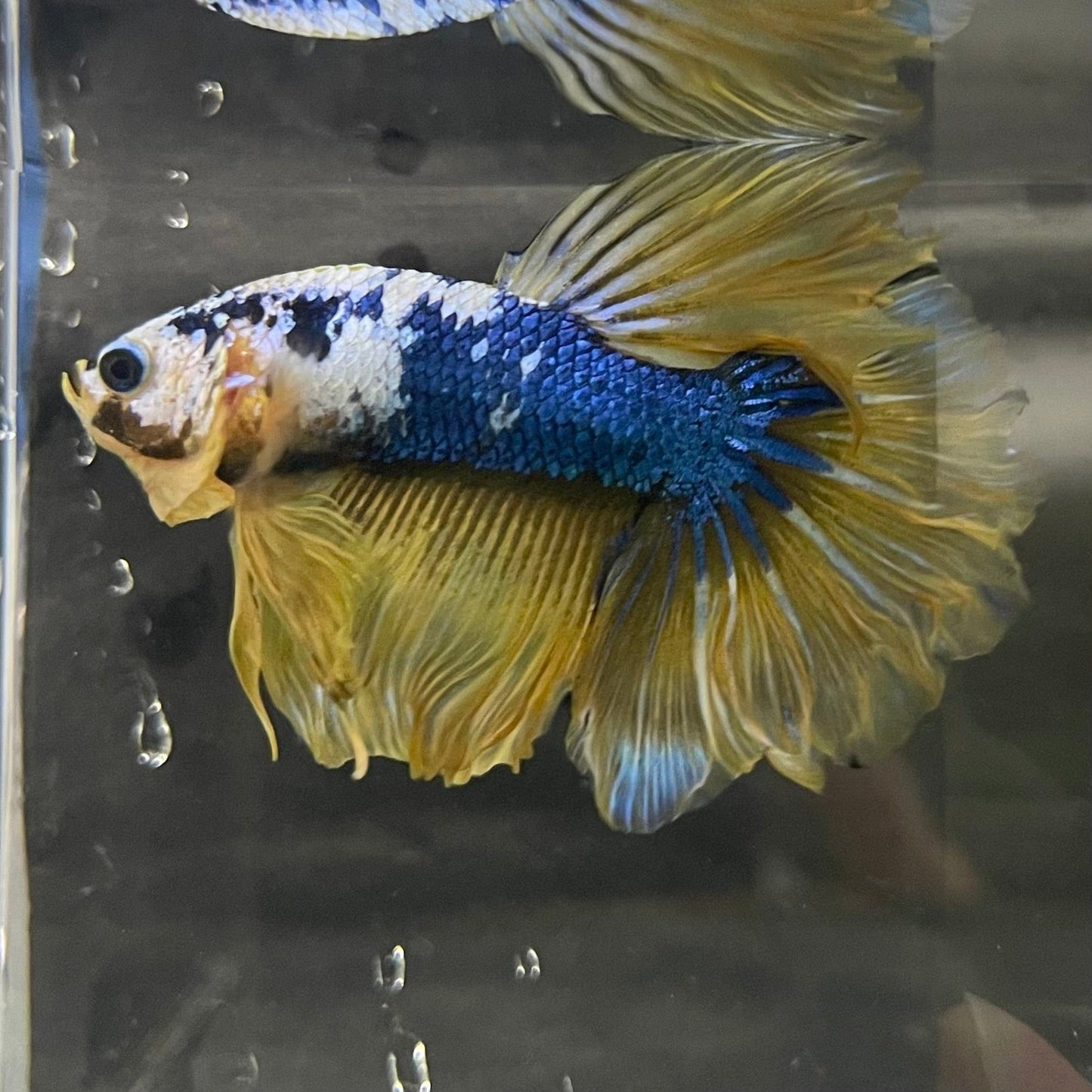 the-fish-farm Premium Male Betta Koi Halfmoon Premium Male Betta - One Only - 19 Choose your favourite Premuium Koi Halfmoon Male Betta - The Fish Farm