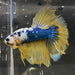 the-fish-farm Premium Male Betta Koi Halfmoon Premium Male Betta - One Only - 19 Choose your favourite Premuium Koi Halfmoon Male Betta - The Fish Farm
