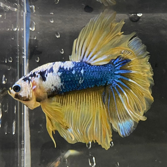 the-fish-farm Premium Male Betta Koi Halfmoon Premium Male Betta - One Only - 19 Choose your favourite Premuium Koi Halfmoon Male Betta - The Fish Farm