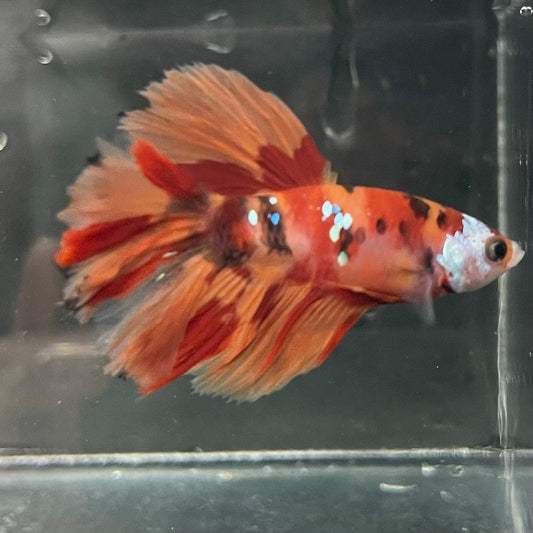 the-fish-farm Premium Male Betta Koi Halfmoon Premium Male Betta - One Only - 2 Choose your favourite Premuium Koi Halfmoon Male Betta - The Fish Farm