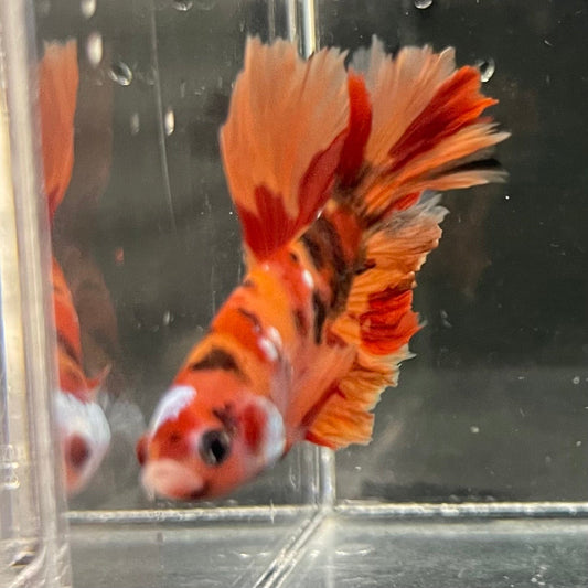 the-fish-farm Premium Male Betta Koi Halfmoon Premium Male Betta - One Only - 2 Choose your favourite Premuium Koi Halfmoon Male Betta - The Fish Farm