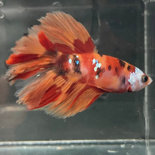 the-fish-farm Premium Male Betta Koi Halfmoon Premium Male Betta - One Only - 2 Choose your favourite Premuium Koi Halfmoon Male Betta - The Fish Farm