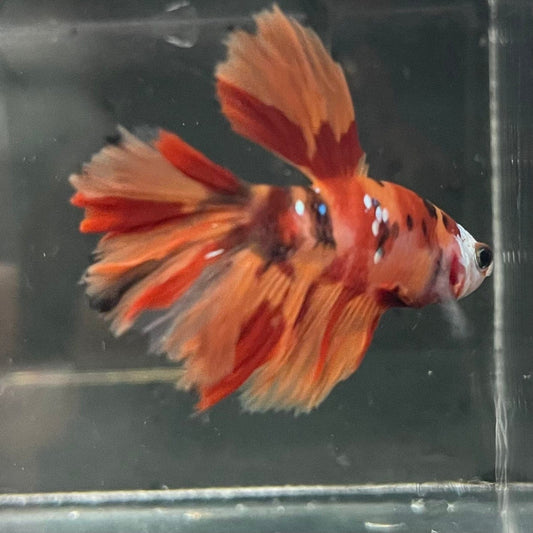the-fish-farm Premium Male Betta Koi Halfmoon Premium Male Betta - One Only - 2 Choose your favourite Premuium Koi Halfmoon Male Betta - The Fish Farm