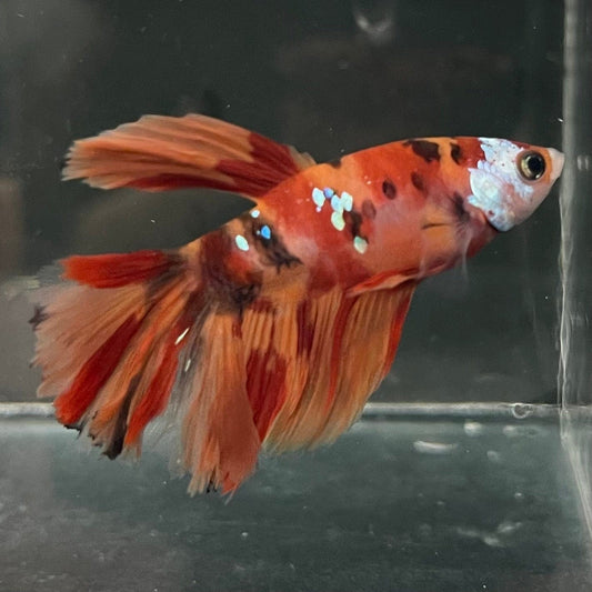 the-fish-farm Premium Male Betta Koi Halfmoon Premium Male Betta - One Only - 2 Choose your favourite Premuium Koi Halfmoon Male Betta - The Fish Farm
