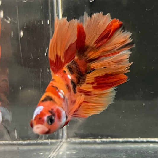 the-fish-farm Premium Male Betta Koi Halfmoon Premium Male Betta - One Only - 2 Choose your favourite Premuium Koi Halfmoon Male Betta - The Fish Farm