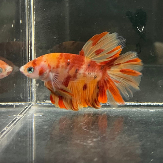 the-fish-farm Premium Male Betta Koi Halfmoon Premium Male Betta - One Only - 3 Choose your favourite Premuium Koi Halfmoon Male Betta - The Fish Farm