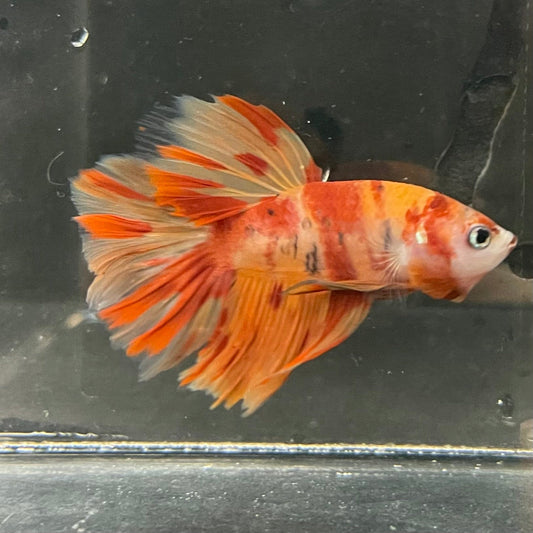 the-fish-farm Premium Male Betta Koi Halfmoon Premium Male Betta - One Only - 3 Choose your favourite Premuium Koi Halfmoon Male Betta - The Fish Farm