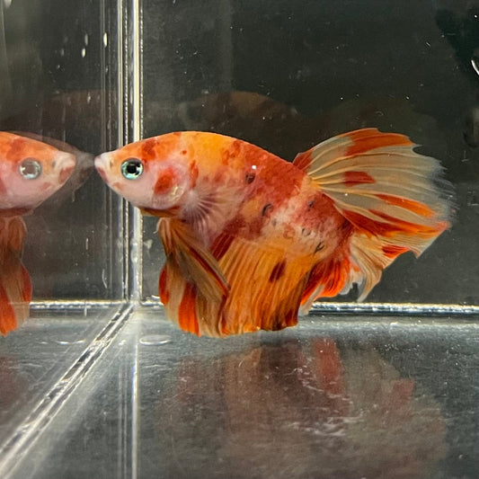 the-fish-farm Premium Male Betta Koi Halfmoon Premium Male Betta - One Only - 3 Choose your favourite Premuium Koi Halfmoon Male Betta - The Fish Farm