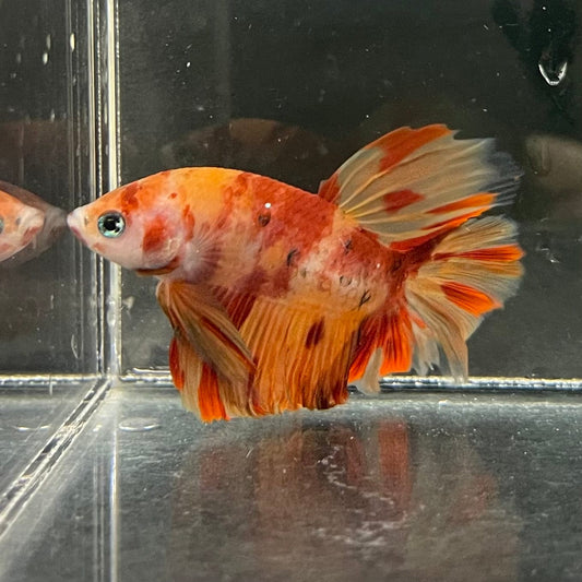 the-fish-farm Premium Male Betta Koi Halfmoon Premium Male Betta - One Only - 3 Choose your favourite Premuium Koi Halfmoon Male Betta - The Fish Farm