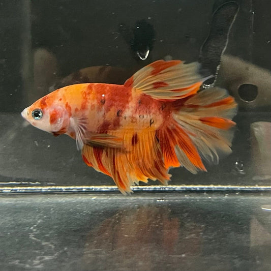 the-fish-farm Premium Male Betta Koi Halfmoon Premium Male Betta - One Only - 3 Choose your favourite Premuium Koi Halfmoon Male Betta - The Fish Farm