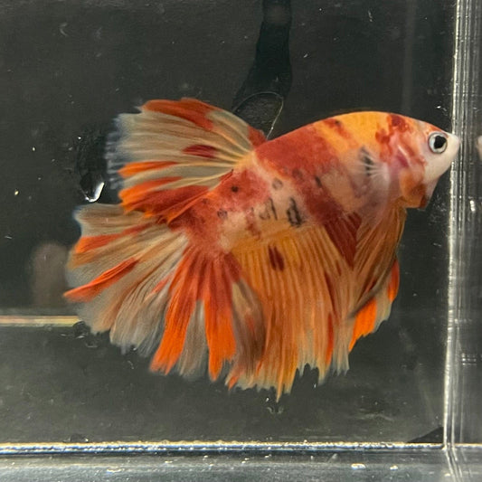 the-fish-farm Premium Male Betta Koi Halfmoon Premium Male Betta - One Only - 3 Choose your favourite Premuium Koi Halfmoon Male Betta - The Fish Farm