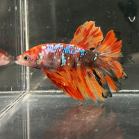 the-fish-farm Premium Male Betta Koi Halfmoon Premium Male Betta - One Only - 4 Choose your favourite Premuium Koi Halfmoon Male Betta - The Fish Farm