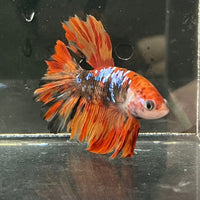 the-fish-farm Premium Male Betta Koi Halfmoon Premium Male Betta - One Only - 4 Choose your favourite Premuium Koi Halfmoon Male Betta - The Fish Farm
