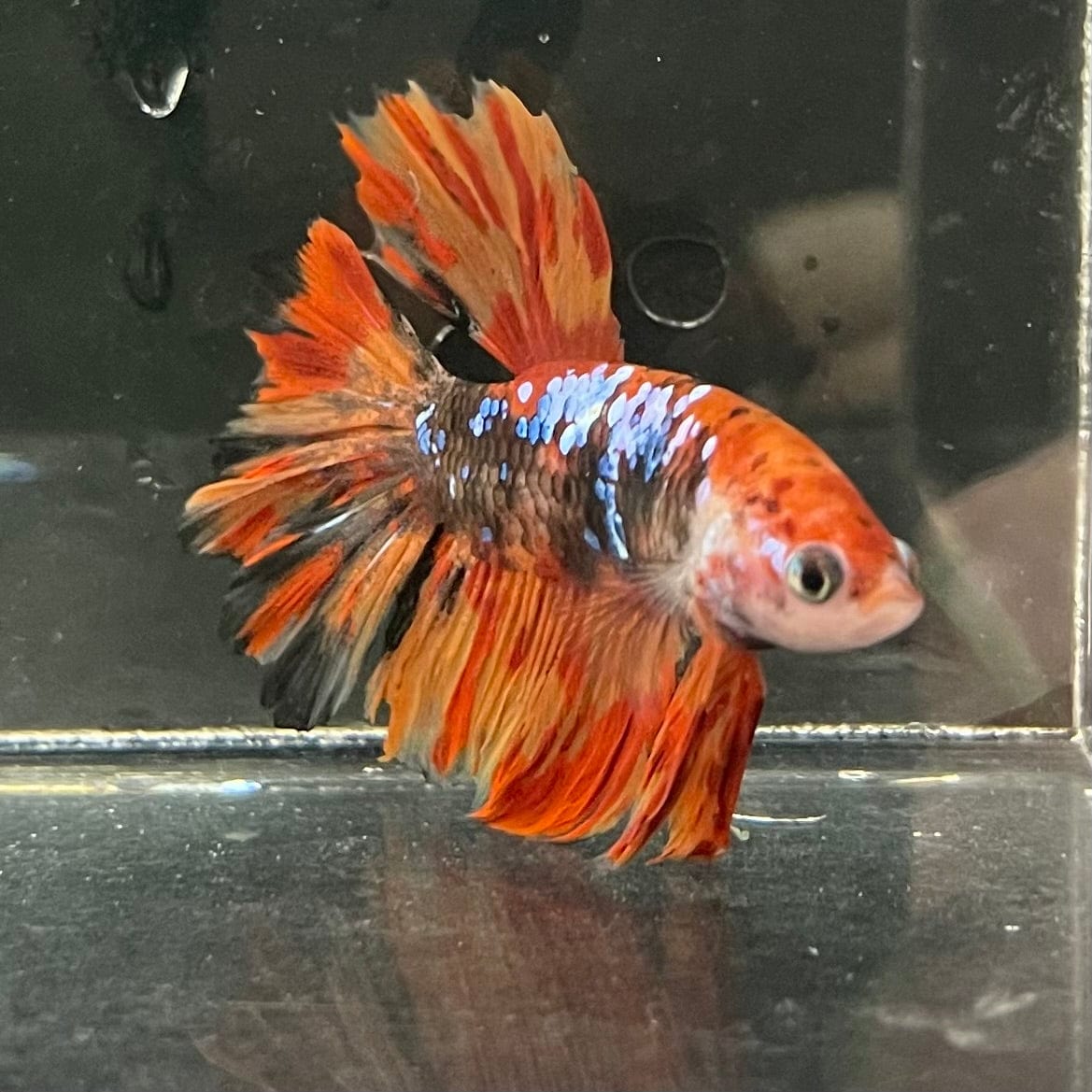 the-fish-farm Premium Male Betta Koi Halfmoon Premium Male Betta - One Only - 4 Choose your favourite Premuium Koi Halfmoon Male Betta - The Fish Farm