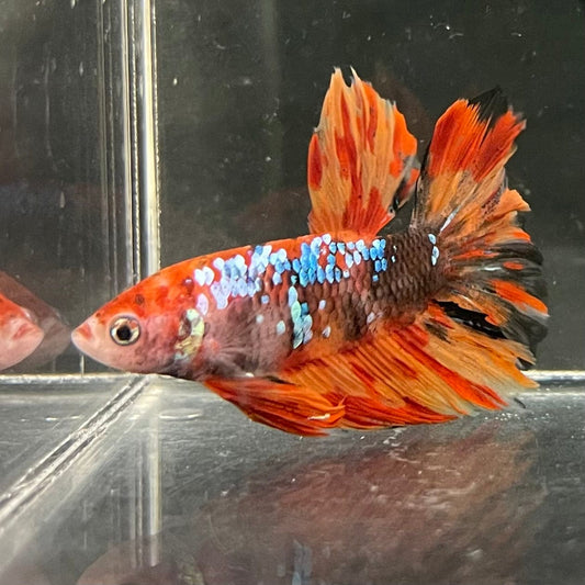 the-fish-farm Premium Male Betta Koi Halfmoon Premium Male Betta - One Only - 4 Choose your favourite Premuium Koi Halfmoon Male Betta - The Fish Farm