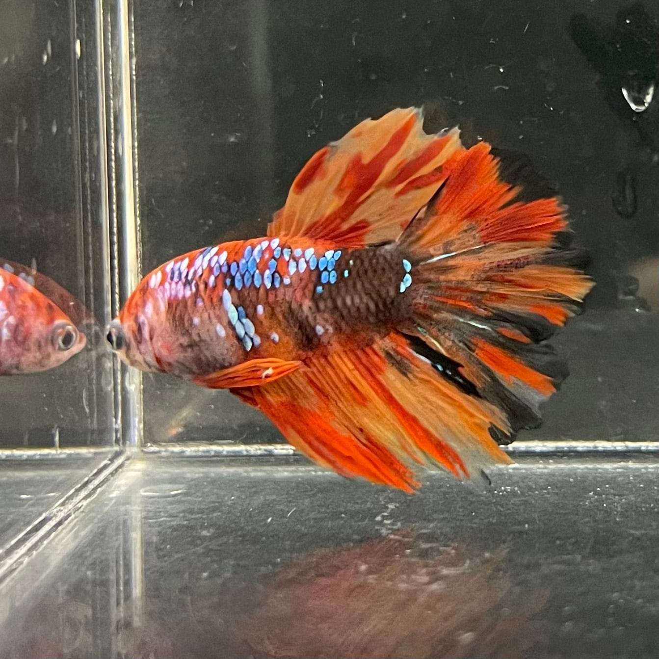 the-fish-farm Premium Male Betta Koi Halfmoon Premium Male Betta - One Only - 4 Choose your favourite Premuium Koi Halfmoon Male Betta - The Fish Farm