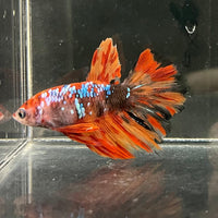 the-fish-farm Premium Male Betta Koi Halfmoon Premium Male Betta - One Only - 4 Choose your favourite Premuium Koi Halfmoon Male Betta - The Fish Farm