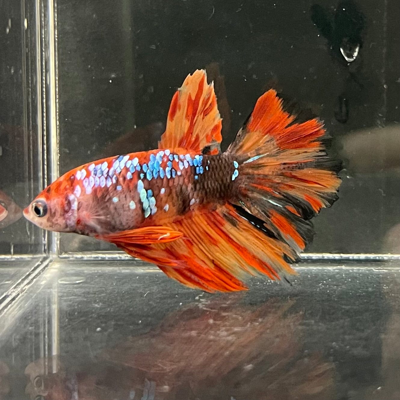 the-fish-farm Premium Male Betta Koi Halfmoon Premium Male Betta - One Only - 4 Choose your favourite Premuium Koi Halfmoon Male Betta - The Fish Farm