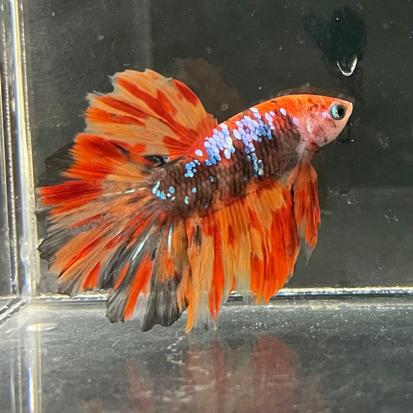 the-fish-farm Premium Male Betta Koi Halfmoon Premium Male Betta - One Only - 4 Choose your favourite Premuium Koi Halfmoon Male Betta - The Fish Farm