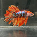 the-fish-farm Premium Male Betta Koi Halfmoon Premium Male Betta - One Only - 4 Choose your favourite Premuium Koi Halfmoon Male Betta - The Fish Farm