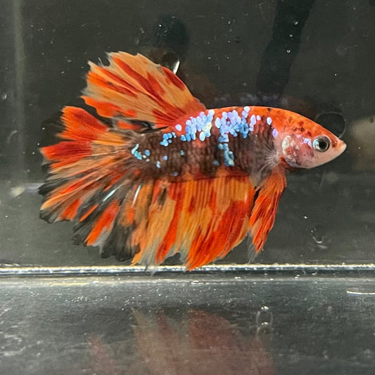the-fish-farm Premium Male Betta Koi Halfmoon Premium Male Betta - One Only - 4 Choose your favourite Premuium Koi Halfmoon Male Betta - The Fish Farm
