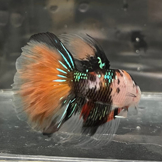 the-fish-farm Premium Male Betta Koi Halfmoon Premium Male Betta - One Only - 5 Choose your favourite Premuium Koi Halfmoon Male Betta - The Fish Farm