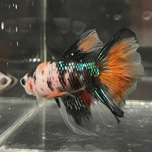 the-fish-farm Premium Male Betta Koi Halfmoon Premium Male Betta - One Only - 5 Choose your favourite Premuium Koi Halfmoon Male Betta - The Fish Farm