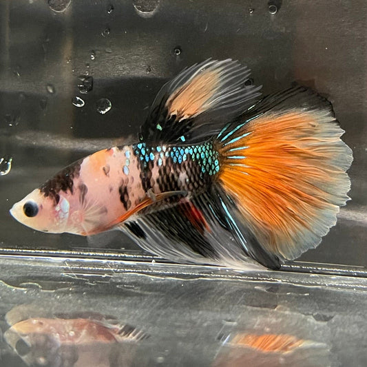 the-fish-farm Premium Male Betta Koi Halfmoon Premium Male Betta - One Only - 5 Choose your favourite Premuium Koi Halfmoon Male Betta - The Fish Farm