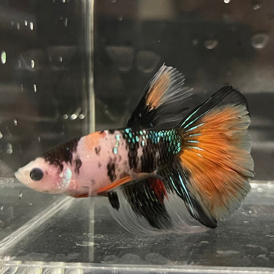 the-fish-farm Premium Male Betta Koi Halfmoon Premium Male Betta - One Only - 5 Choose your favourite Premuium Koi Halfmoon Male Betta - The Fish Farm