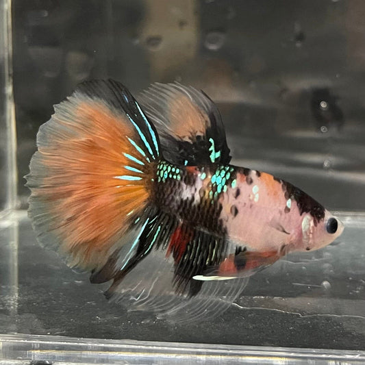 the-fish-farm Premium Male Betta Koi Halfmoon Premium Male Betta - One Only - 5 Choose your favourite Premuium Koi Halfmoon Male Betta - The Fish Farm
