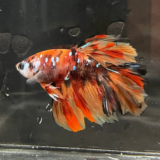 the-fish-farm Premium Male Betta Koi Halfmoon Premium Male Betta - One Only - 6 Choose your favourite Premuium Koi Halfmoon Male Betta - The Fish Farm