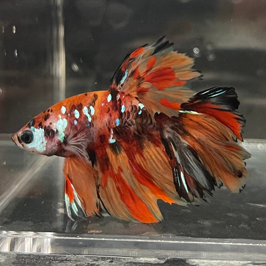 the-fish-farm Premium Male Betta Koi Halfmoon Premium Male Betta - One Only - 6 Choose your favourite Premuium Koi Halfmoon Male Betta - The Fish Farm