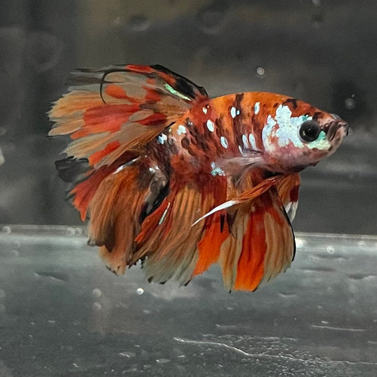 the-fish-farm Premium Male Betta Koi Halfmoon Premium Male Betta - One Only - 6 Choose your favourite Premuium Koi Halfmoon Male Betta - The Fish Farm