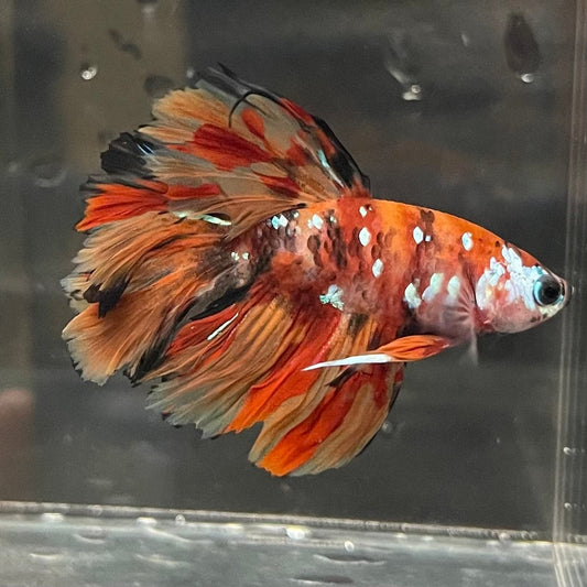 the-fish-farm Premium Male Betta Koi Halfmoon Premium Male Betta - One Only - 6 Choose your favourite Premuium Koi Halfmoon Male Betta - The Fish Farm