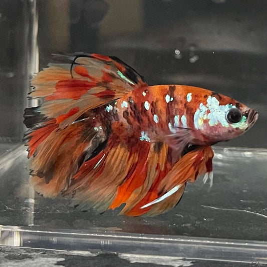 the-fish-farm Premium Male Betta Koi Halfmoon Premium Male Betta - One Only - 6 Choose your favourite Premuium Koi Halfmoon Male Betta - The Fish Farm