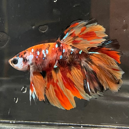 the-fish-farm Premium Male Betta Koi Halfmoon Premium Male Betta - One Only - 6 Choose your favourite Premuium Koi Halfmoon Male Betta - The Fish Farm