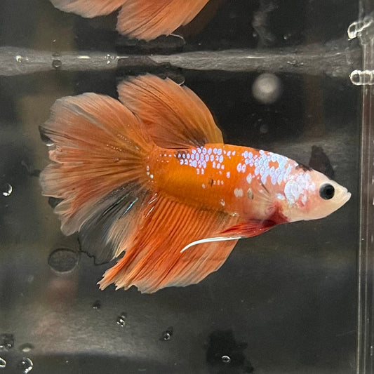 the-fish-farm Premium Male Betta Koi Halfmoon Premium Male Betta - One Only - 7 Choose your favourite Premuium Koi Halfmoon Male Betta - The Fish Farm