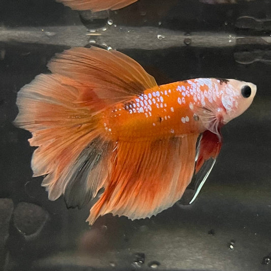 the-fish-farm Premium Male Betta Koi Halfmoon Premium Male Betta - One Only - 7 Choose your favourite Premuium Koi Halfmoon Male Betta - The Fish Farm