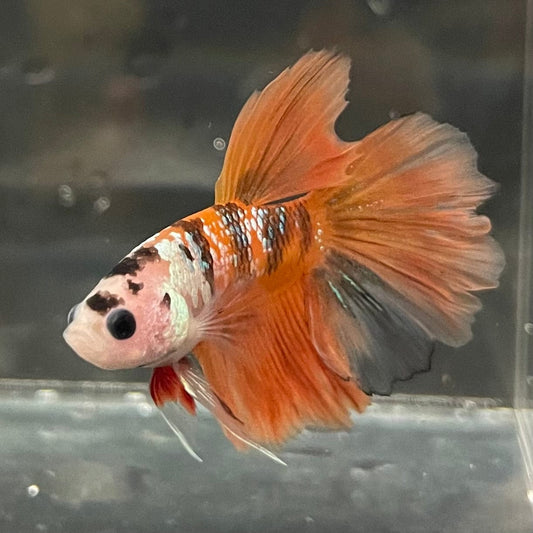 the-fish-farm Premium Male Betta Koi Halfmoon Premium Male Betta - One Only - 7 Choose your favourite Premuium Koi Halfmoon Male Betta - The Fish Farm