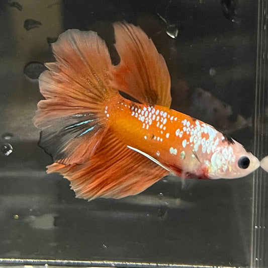 the-fish-farm Premium Male Betta Koi Halfmoon Premium Male Betta - One Only - 7 Choose your favourite Premuium Koi Halfmoon Male Betta - The Fish Farm
