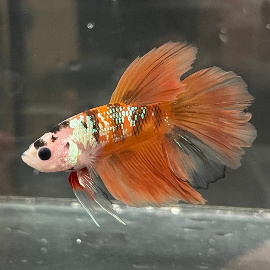 the-fish-farm Premium Male Betta Koi Halfmoon Premium Male Betta - One Only - 7 Choose your favourite Premuium Koi Halfmoon Male Betta - The Fish Farm