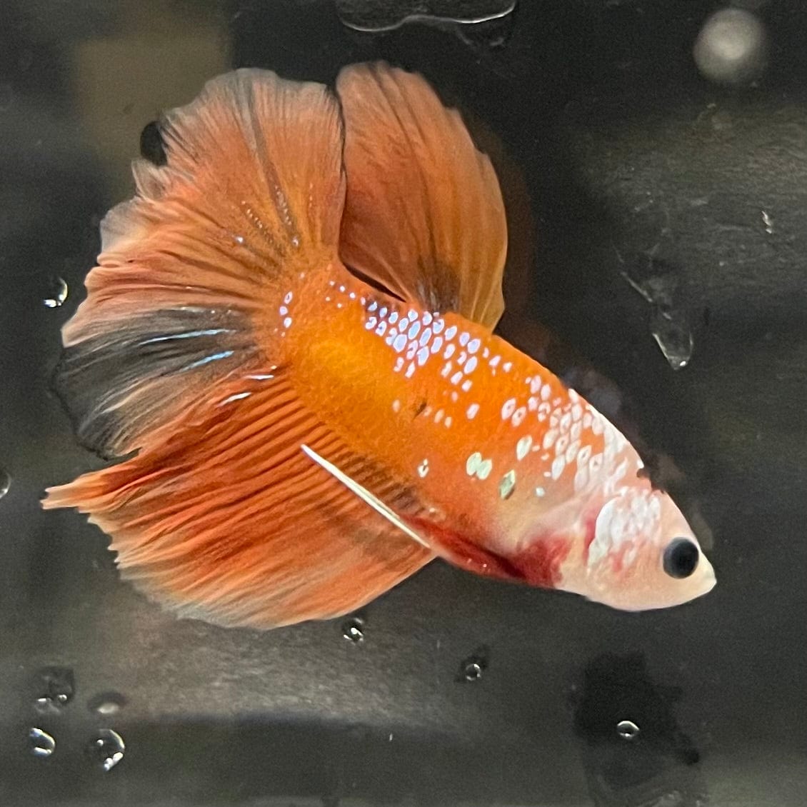 the-fish-farm Premium Male Betta Koi Halfmoon Premium Male Betta - One Only - 7 Choose your favourite Premuium Koi Halfmoon Male Betta - The Fish Farm