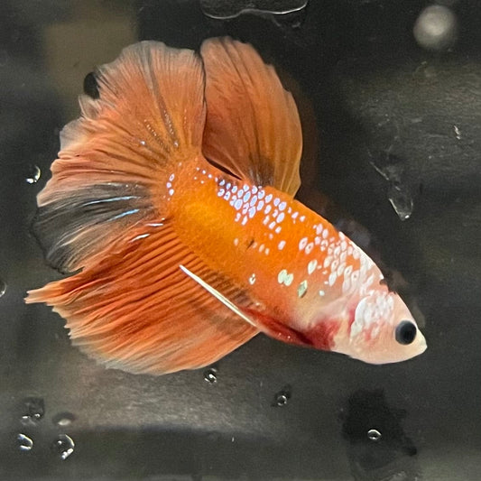 the-fish-farm Premium Male Betta Koi Halfmoon Premium Male Betta - One Only - 7 Choose your favourite Premuium Koi Halfmoon Male Betta - The Fish Farm