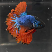 the-fish-farm Premium Male Betta Mustard Halfmoon Premium Male Betta - One Only - 1 Buy Mustard Halfmoon Male Bettas at The Fish Farm Australia