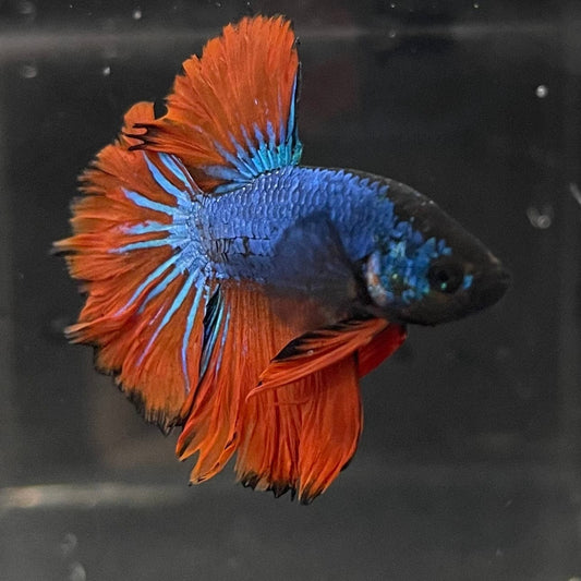 the-fish-farm Premium Male Betta Mustard Halfmoon Premium Male Betta - One Only - 1 Buy Mustard Halfmoon Male Bettas at The Fish Farm Australia