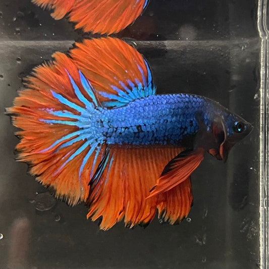 the-fish-farm Premium Male Betta Mustard Halfmoon Premium Male Betta - One Only - 1 Buy Mustard Halfmoon Male Bettas at The Fish Farm Australia