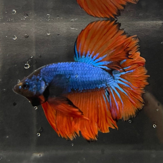 the-fish-farm Premium Male Betta Mustard Halfmoon Premium Male Betta - One Only - 1 Buy Mustard Halfmoon Male Bettas at The Fish Farm Australia