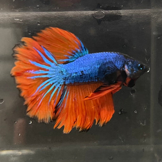 the-fish-farm Premium Male Betta Mustard Halfmoon Premium Male Betta - One Only - 1 Buy Mustard Halfmoon Male Bettas at The Fish Farm Australia