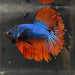 the-fish-farm Premium Male Betta Mustard Halfmoon Premium Male Betta - One Only - 1 Buy Mustard Halfmoon Male Bettas at The Fish Farm Australia