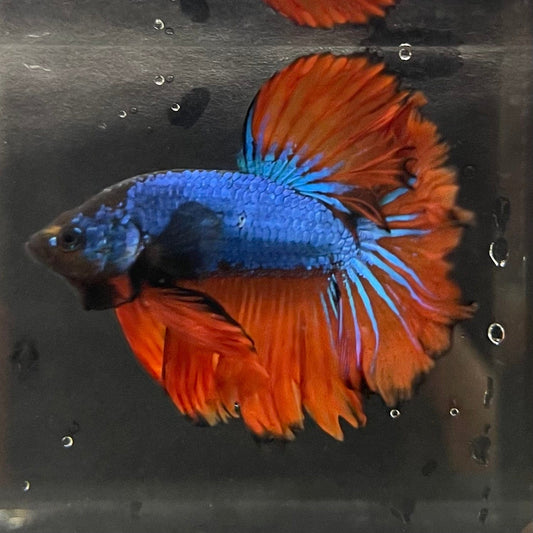 the-fish-farm Premium Male Betta Mustard Halfmoon Premium Male Betta - One Only - 1 Buy Mustard Halfmoon Male Bettas at The Fish Farm Australia